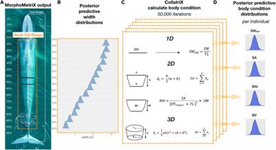 Comparing Uncertainty Associated With 1-, 2-, and 3D Aerial Photogrammetry-Based Body Condition Measurements of Baleen Whales